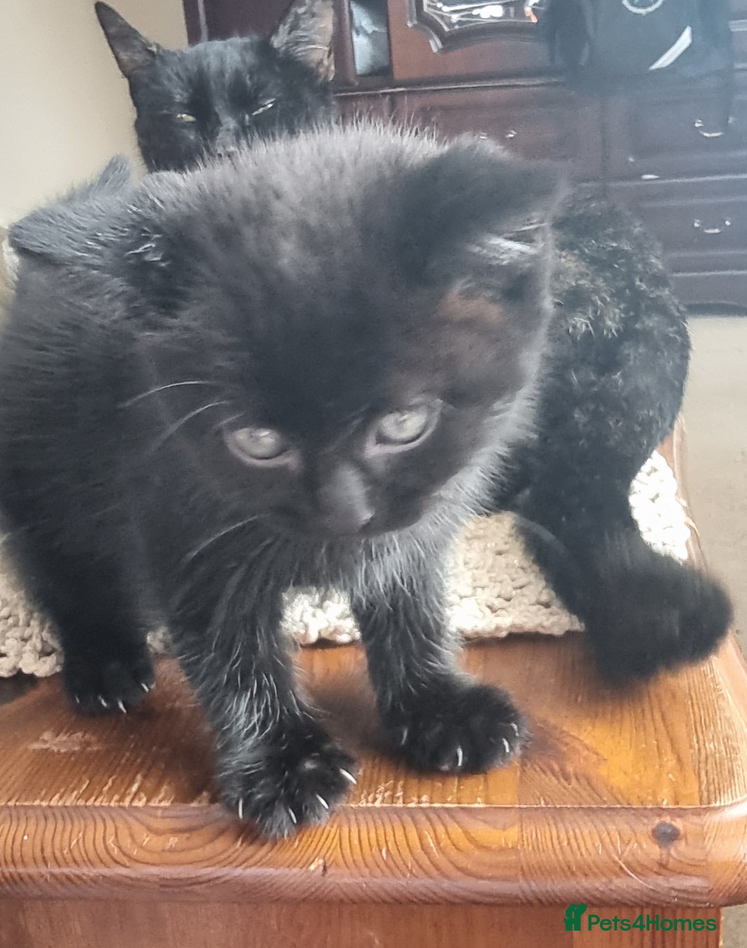 Mixed Breed cats for sale: Phoenix, Cloudy and Rose  - Image 7