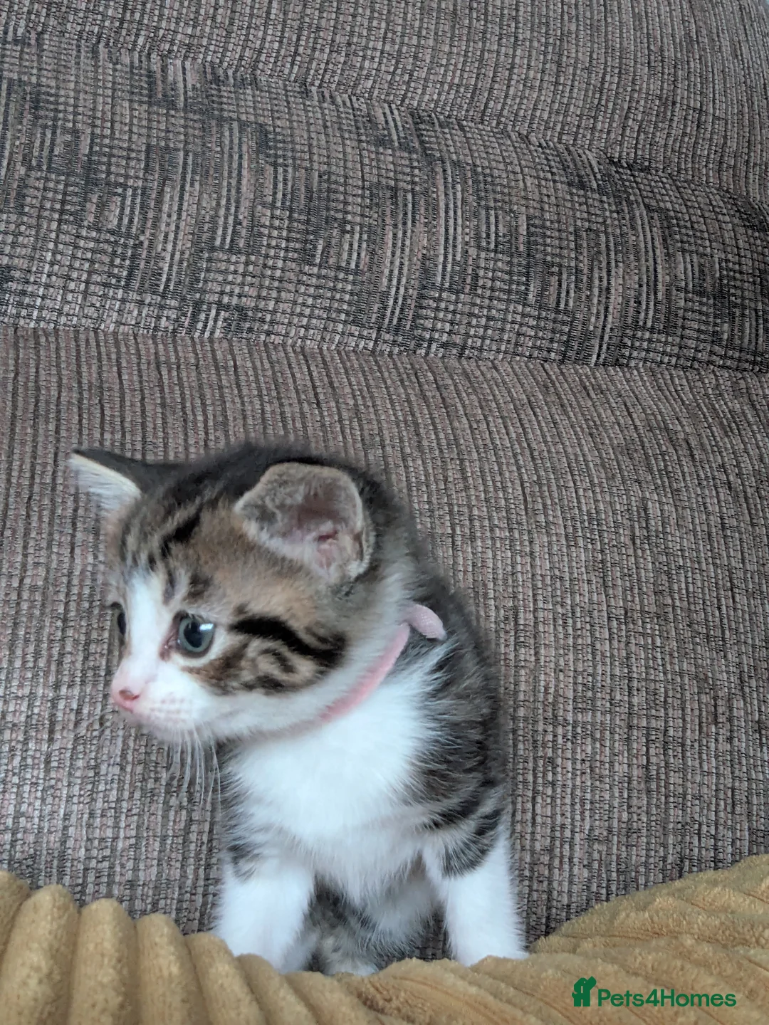 Mixed Breed cats for sale: Mixed Breed Tabby/ Tuxedo Kittens - Advert 28