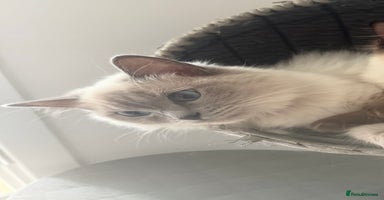 Ragdoll cats - Advert 6