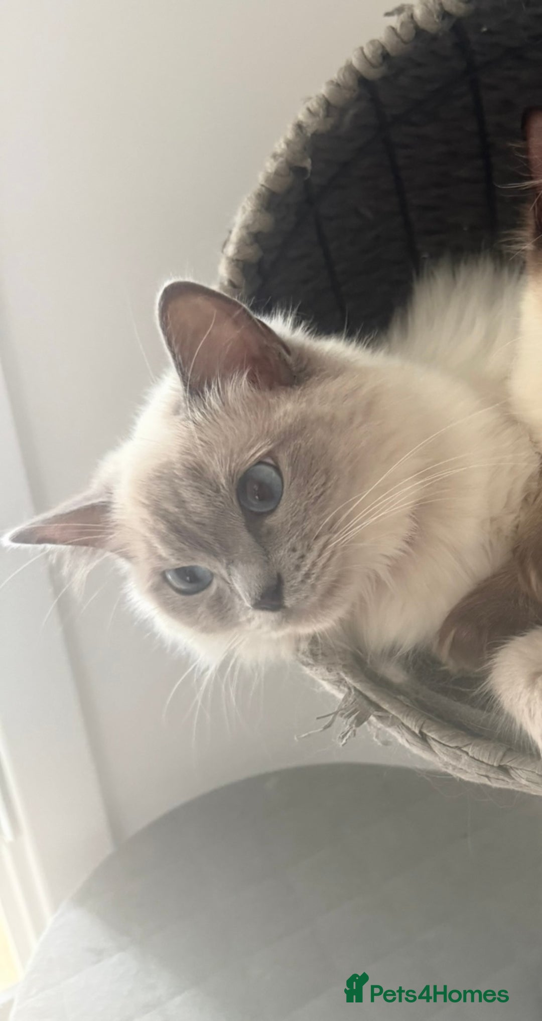 Ragdoll cats for sale: Angel looking for her forever home! - Image 3
