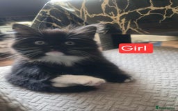 Mixed Breed cats for sale: Lovely Persian mix kittens - Image 25