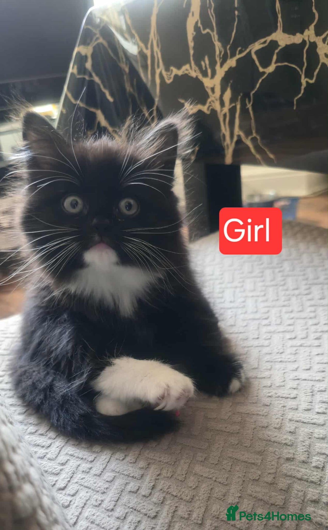 Mixed Breed cats for sale: Lovely Persian mix kittens - Image 25
