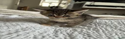 Mixed Breed cats for sale: 6 beautiful kittens  - Advert 8