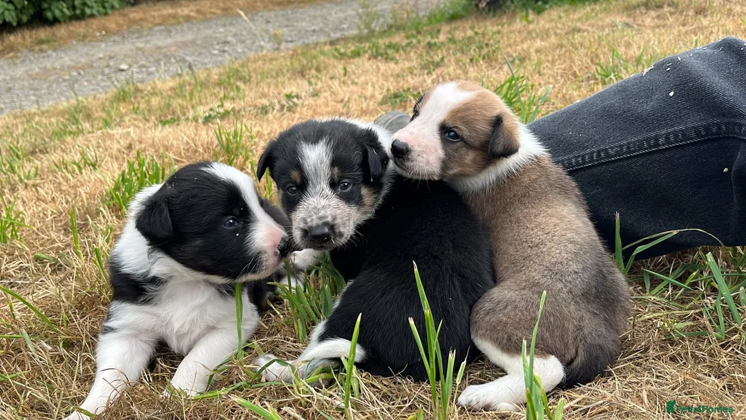 Mixed Breed dogs for sale: 🐾 COLLIE x LURCHER PUPPIES – 3 HANDSOME BOYS 🐾 - Advert 13