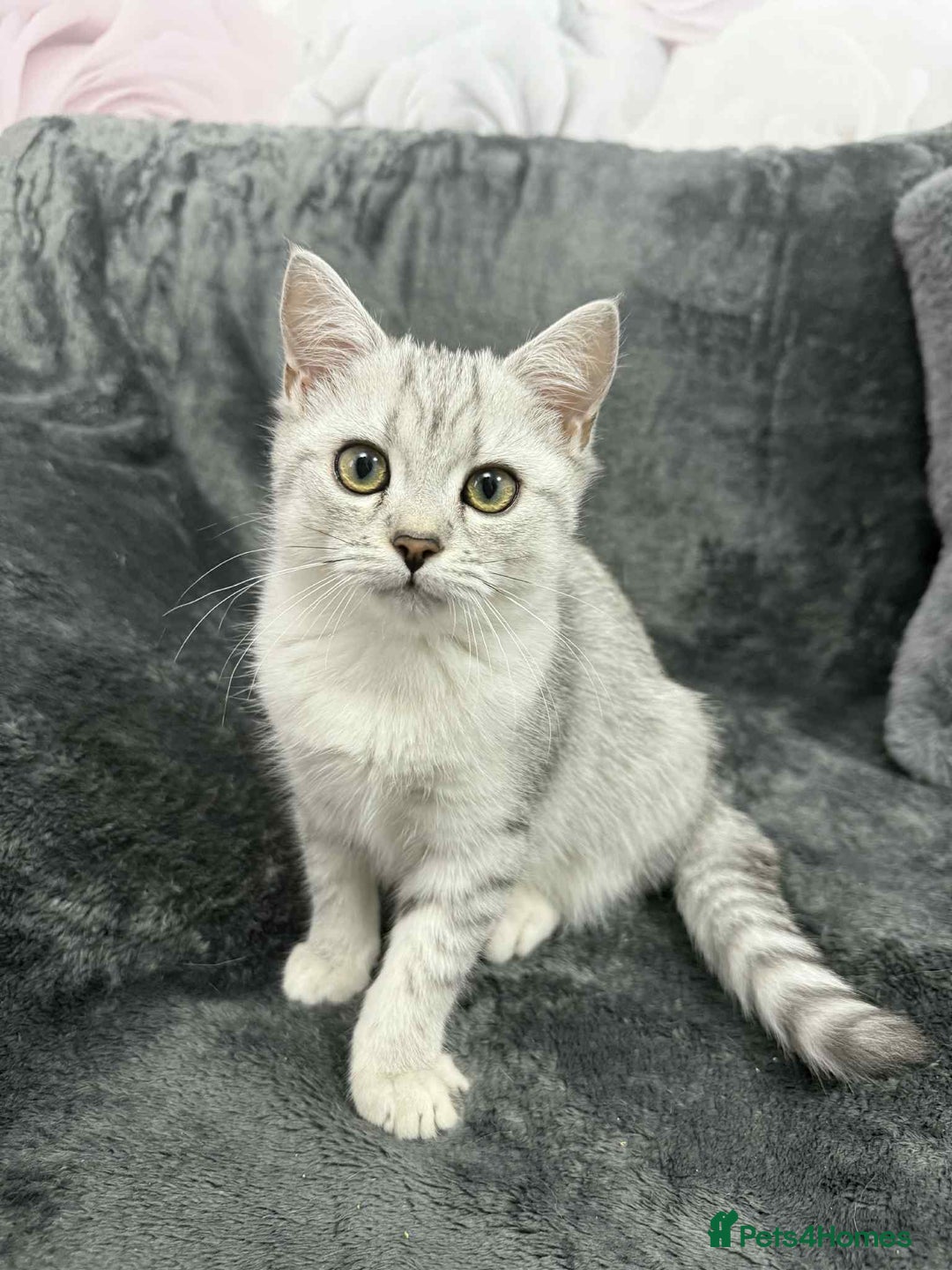 British Shorthair cats for sale: British shorthair kittens gccf ready now  - Advert 4