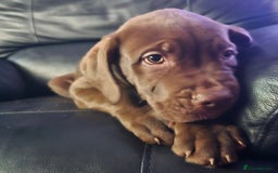 Mastiff dogs for sale: Mastiff Hybrids  - Image 31