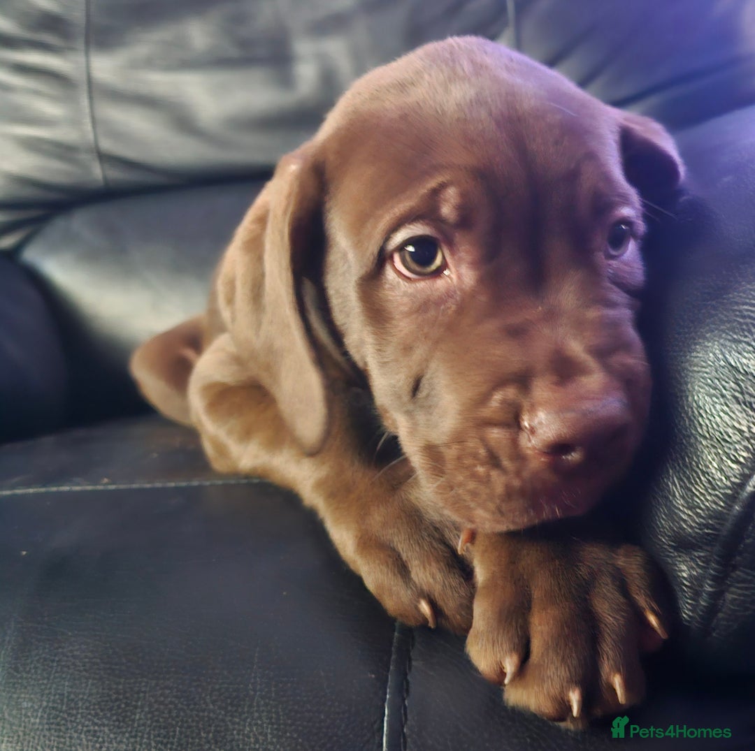 Mastiff dogs for sale: Mastiff Hybrids  - Image 31