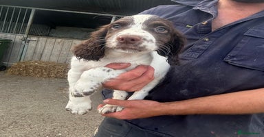 English Springer Spaniel dogs in Rugby - Advert 13