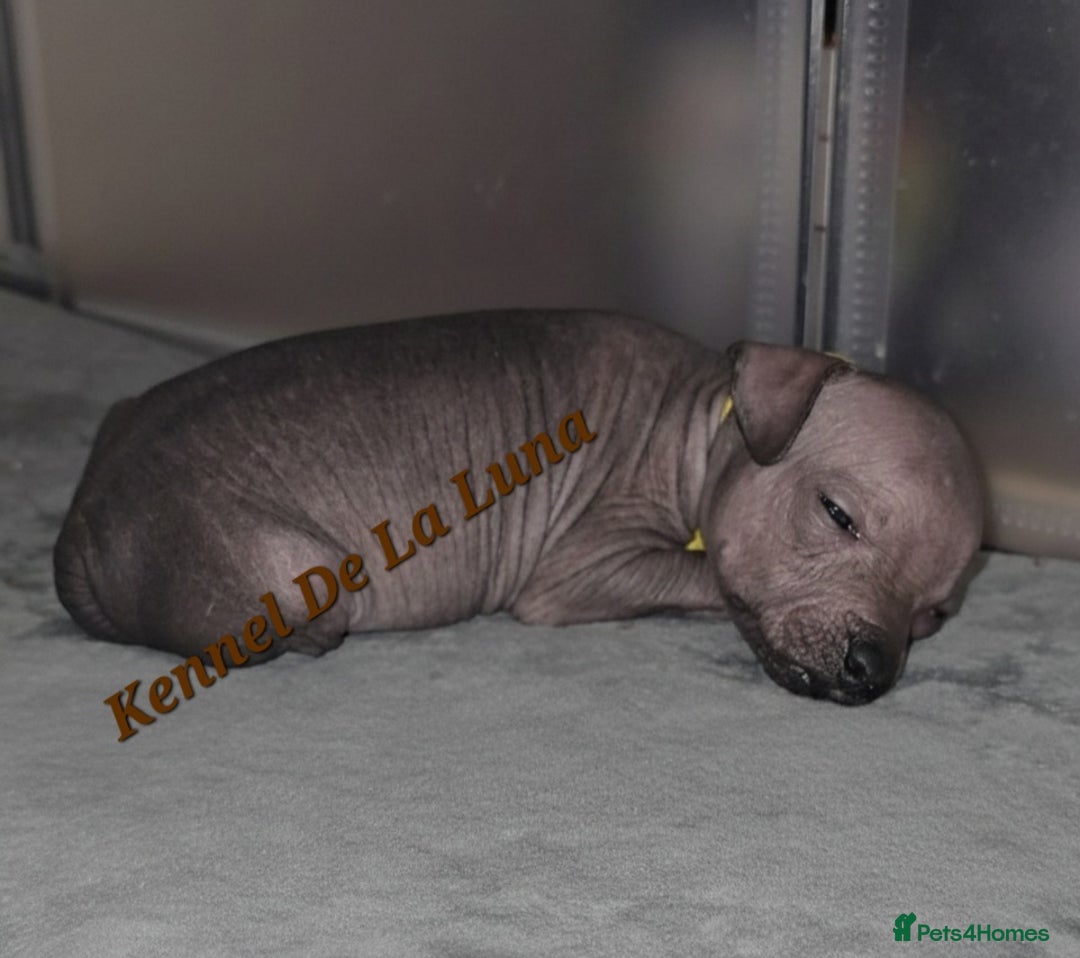 Mexican Hairless dogs for sale: Kc registered Xoloitzcuintle miniature puppies  - Advert 23