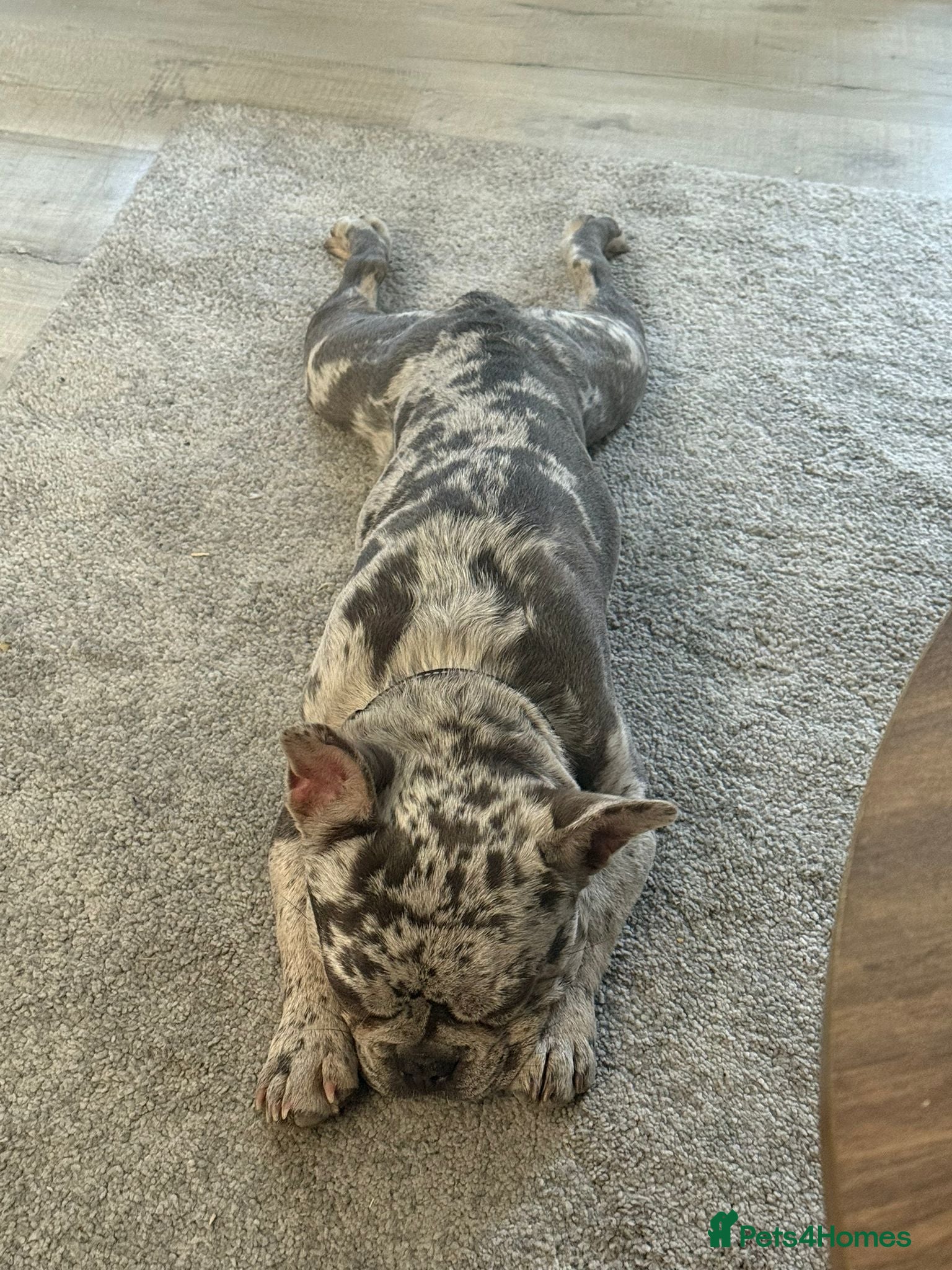 French Bulldog dogs for sale: 8 month old French Bulldog in Leigh-on-Sea - Advert 4
