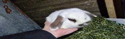 Mini Lop rabbits for sale: Mini lop babies - Advert 6