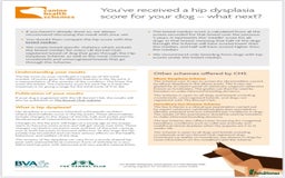 Labrador Retriever dogs for sale: Plump little Red Labrador Puppies! - Image 5