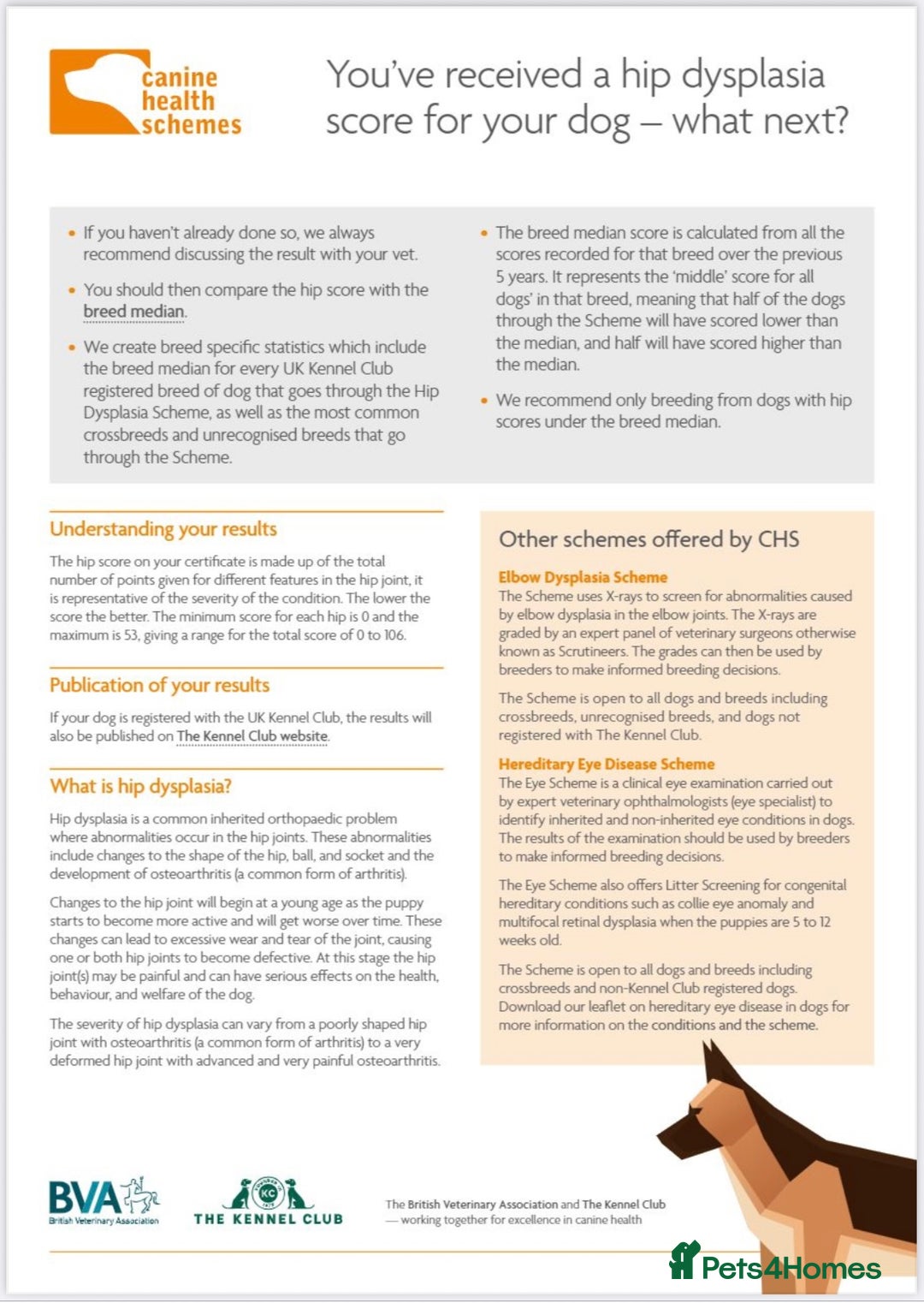 Labrador Retriever dogs for sale: Plump little Red Labrador Puppies! - Image 5