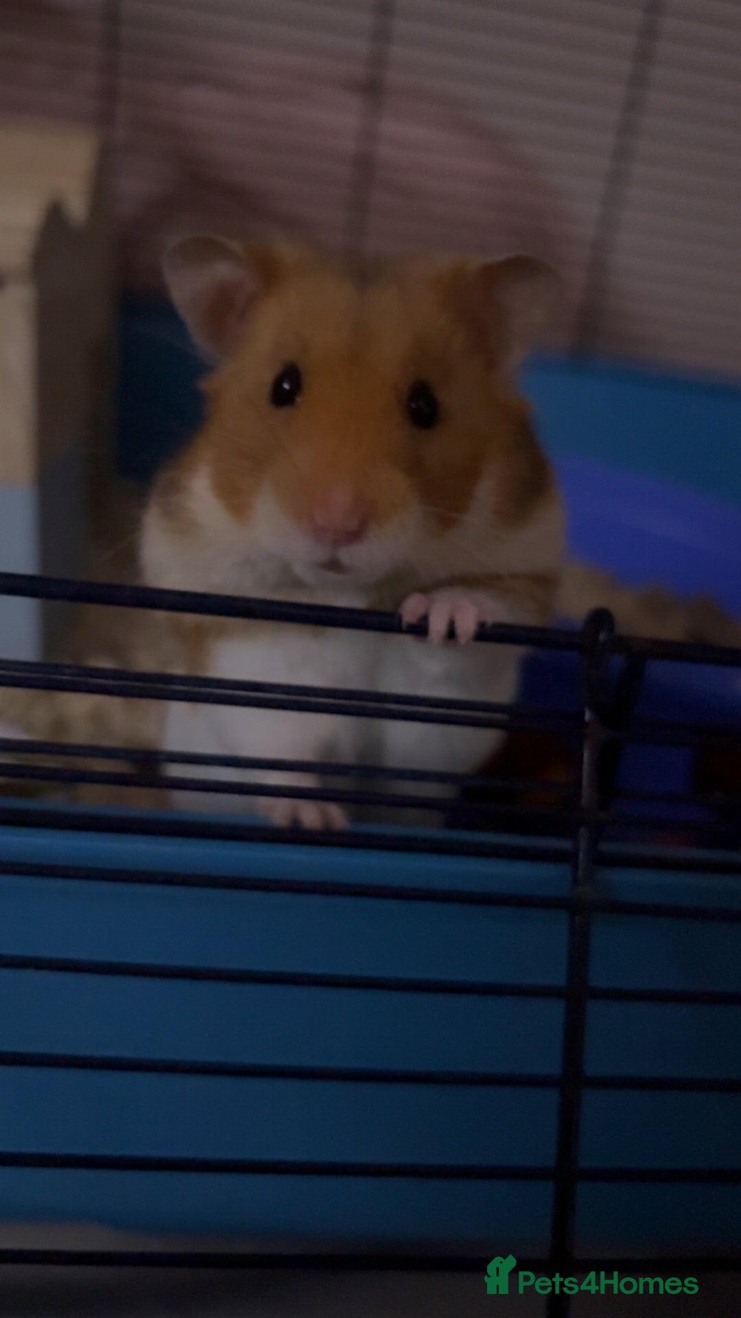 Hamster rodents for sale: Female hamster needs a new home  - Advert 1