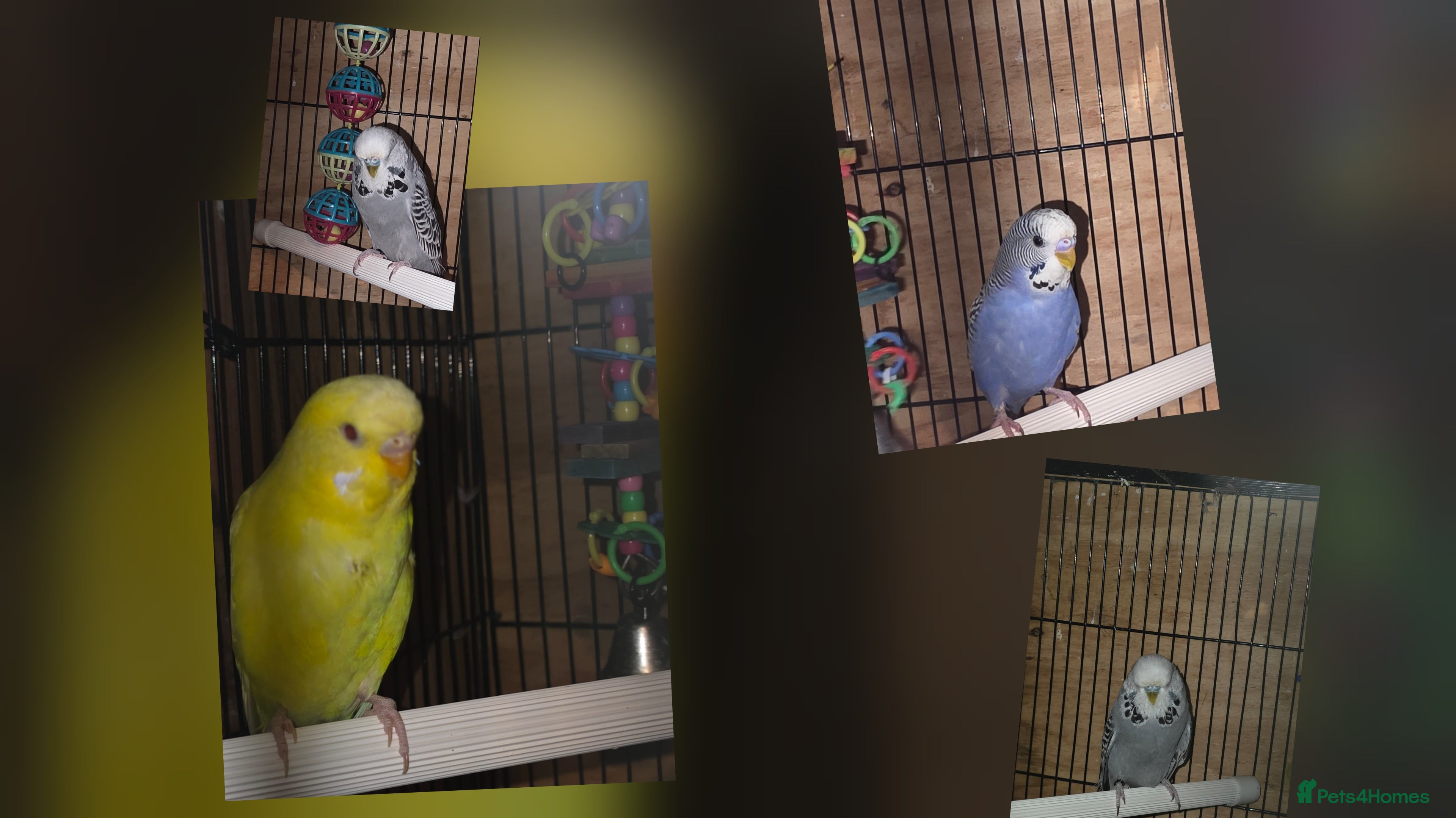 Budgerigars birds Lutino, Miniature and Exhibition Budgies - Advert 7