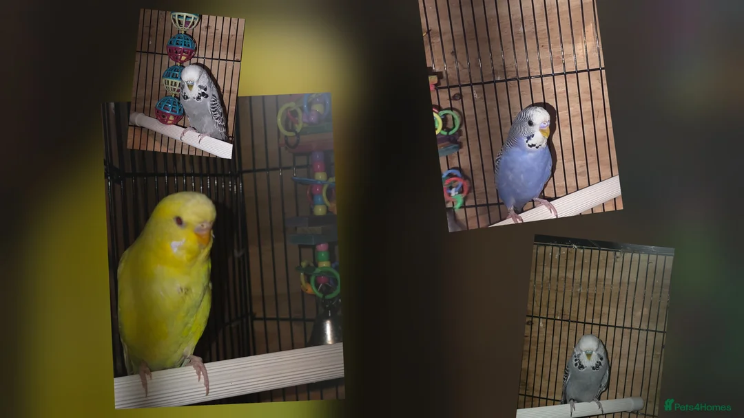 Budgerigars birds for sale: Lutino, Miniature and Exhibition Budgies - Advert 1