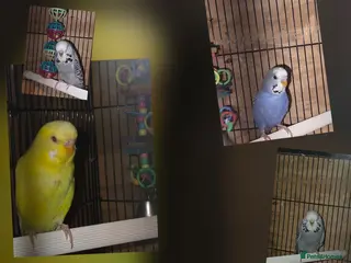 Budgerigars birds Lutino, Miniature and Exhibition Budgies - Advert 7