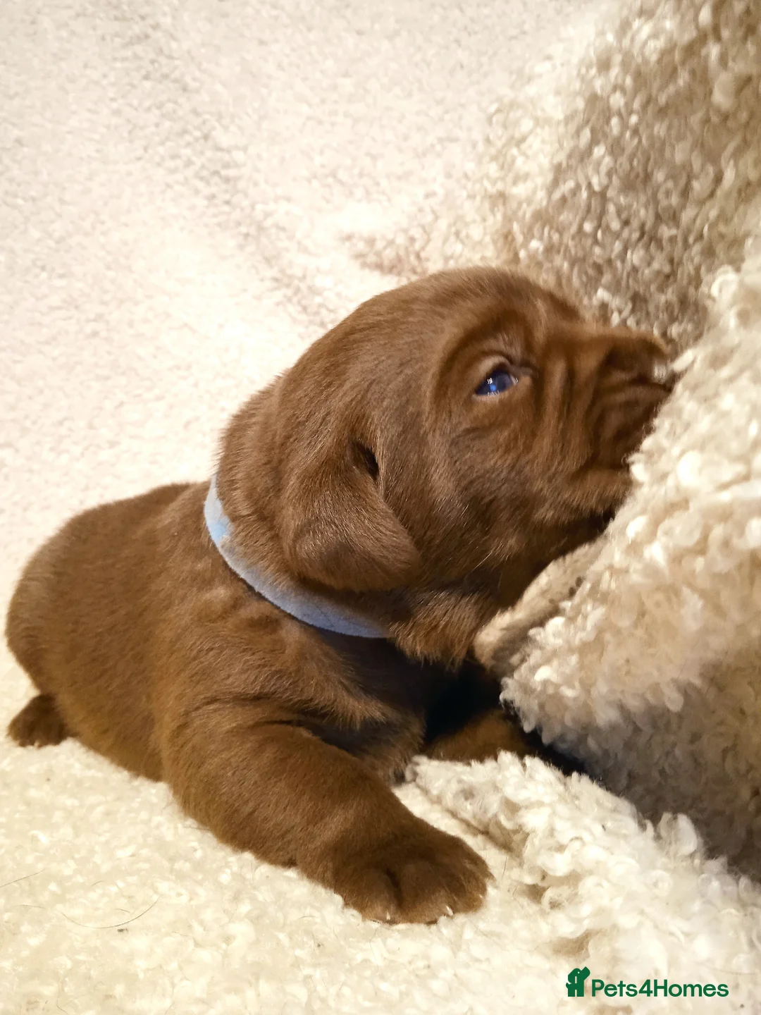 Labrador Retriever dogs for sale: KC CHOCOLATE LABRADORS PUPPIES, H TESTED PARENTS  - Advert 18