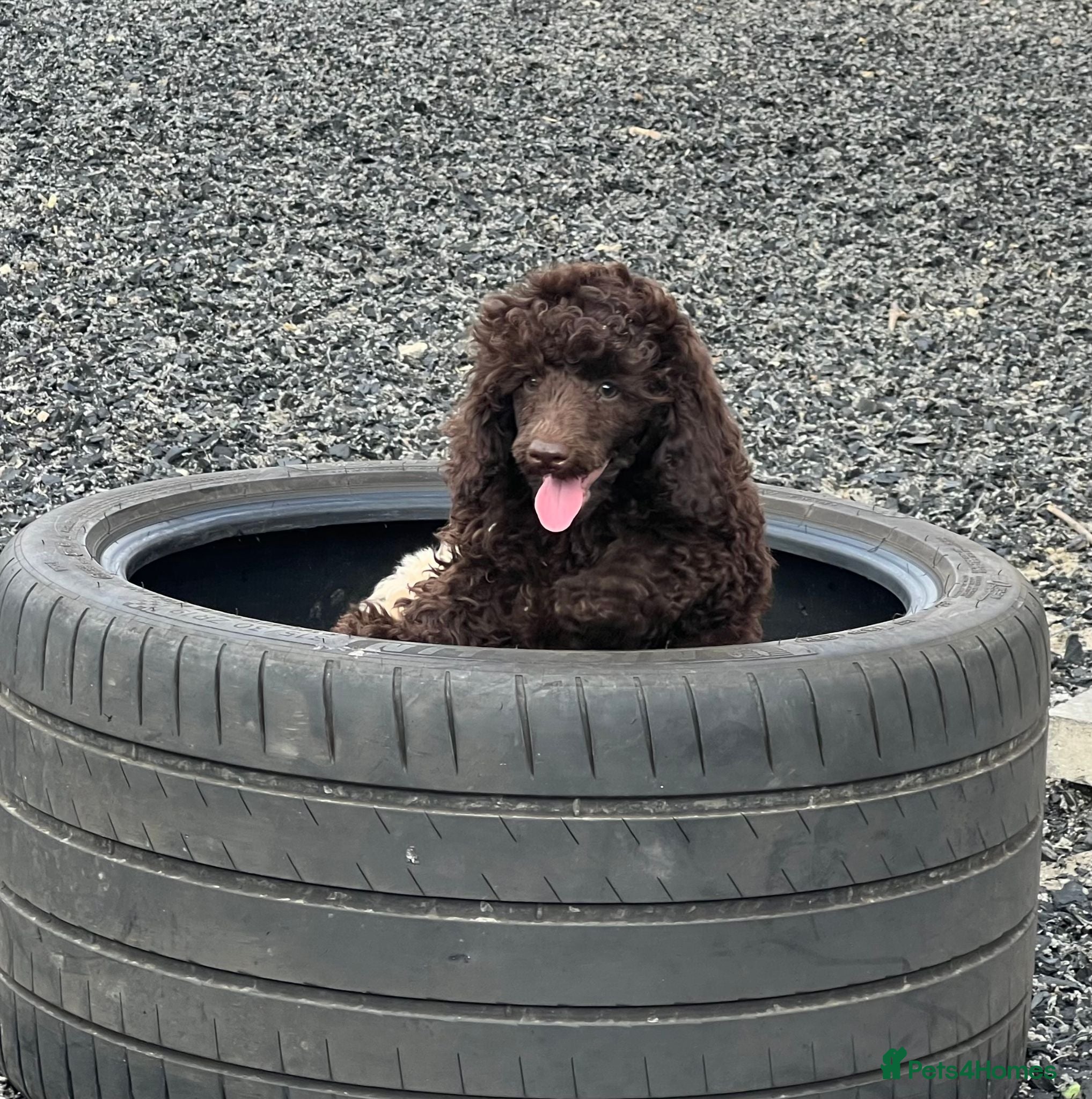 Toy Poodle dogs Gorgeous Chocolate Toy Poodle "Bear" - Advert 6