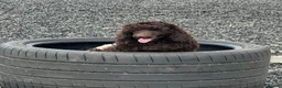 Toy Poodle dogs for sale: Gorgeous Chocolate Toy Poodle "Bear" - Advert 1