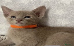 Oriental cats for sale: Oriental X Siamese  - Image 10