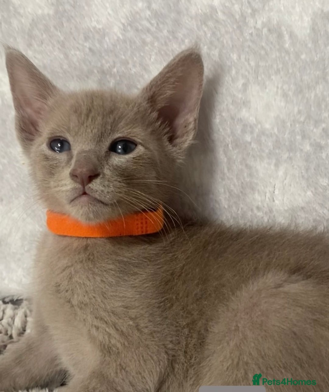 Oriental cats for sale: Oriental X Siamese  - Image 10