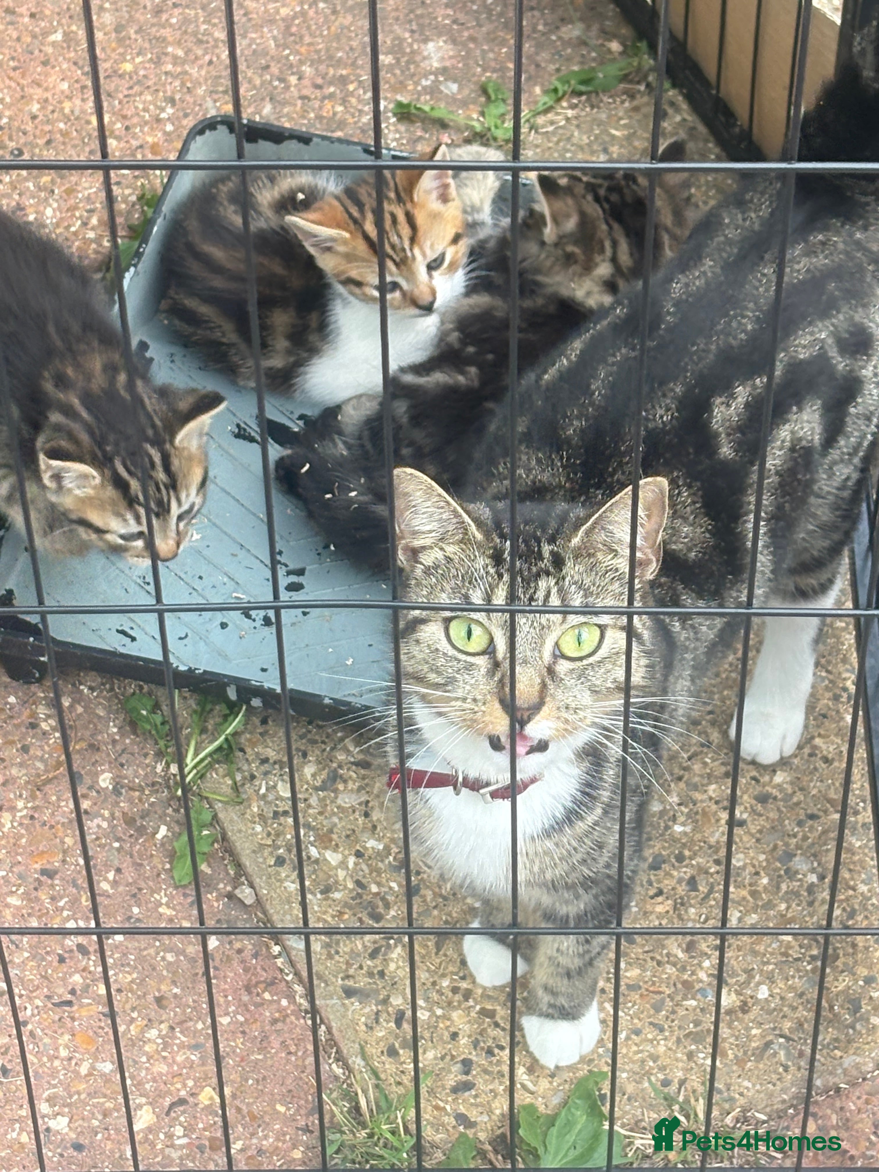 Mixed Breed cats Kitten bangel mixed  - Advert 1