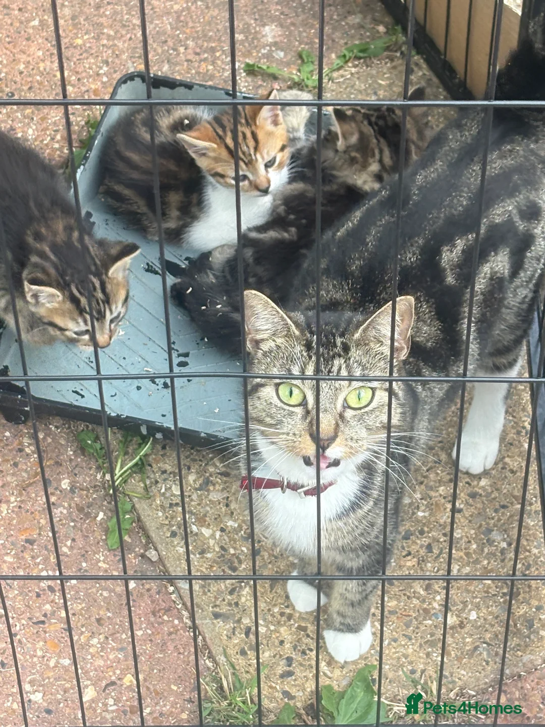 Mixed Breed cats for sale: Kitten bangel mixed  - Advert 1