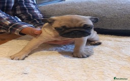 Pug dogs for sale: Pug puppies boys and girls  - Image 5