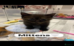 Mixed Breed cats for sale: 7 Beautiful Kittens 🩷💙 - Image 19