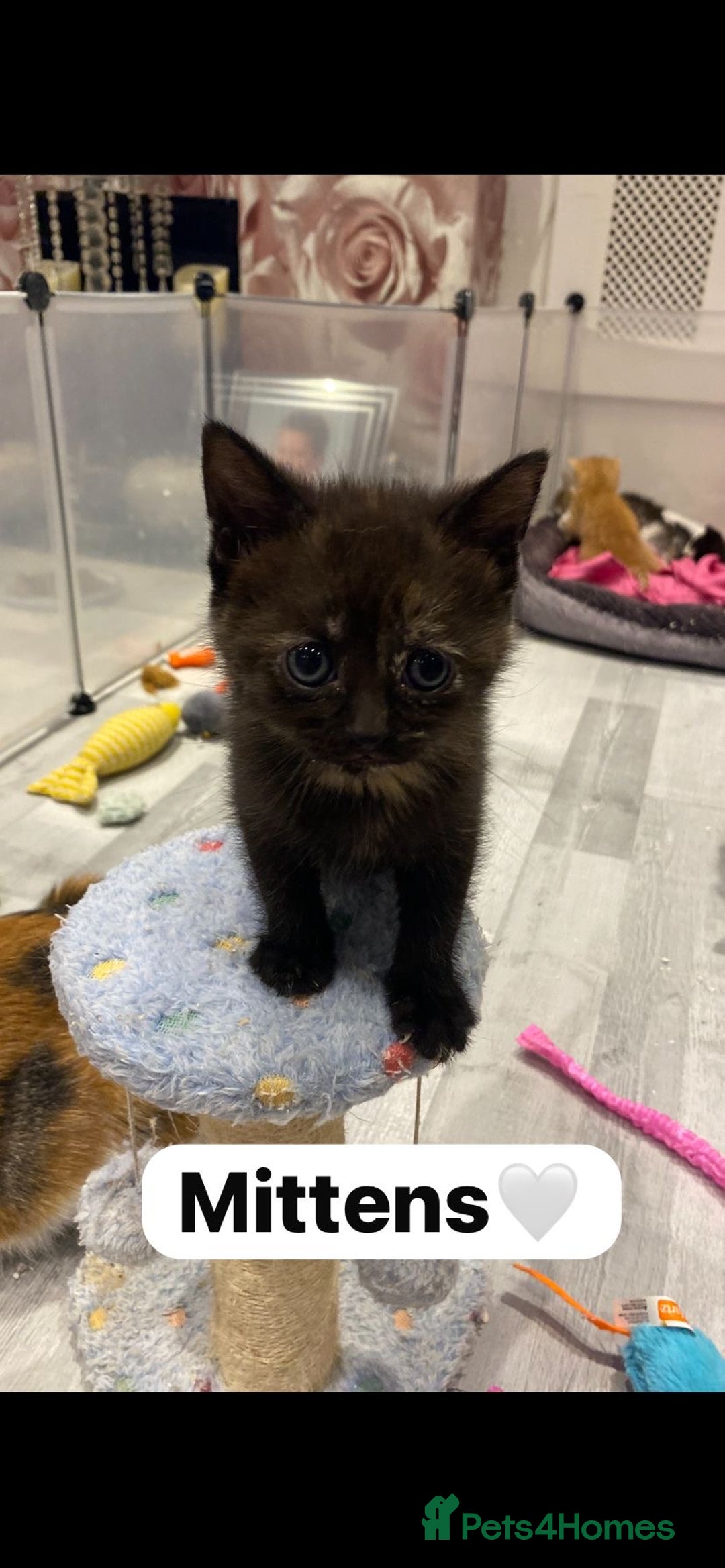 Mixed Breed cats for sale: 7 Beautiful Kittens 🩷💙 - Image 19