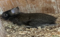 Mini Lion Lop rabbits for sale: Mini tiny lion lops - Image 3