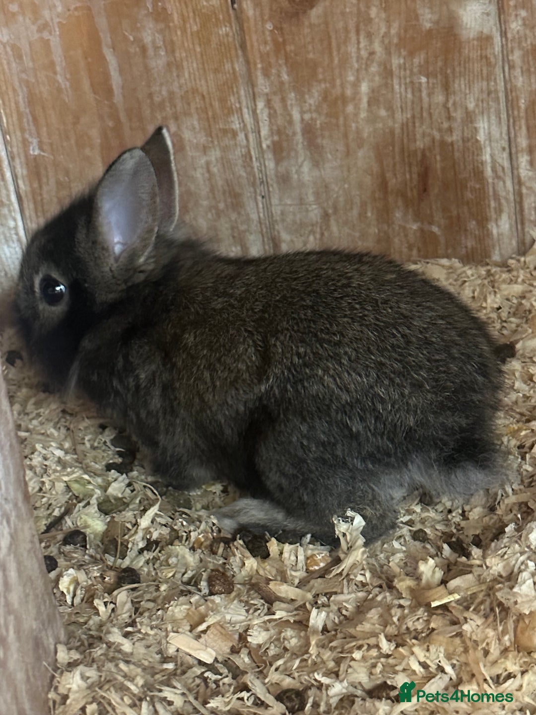 Mini Lion Lop rabbits for sale: Mini tiny lion lops - Image 3
