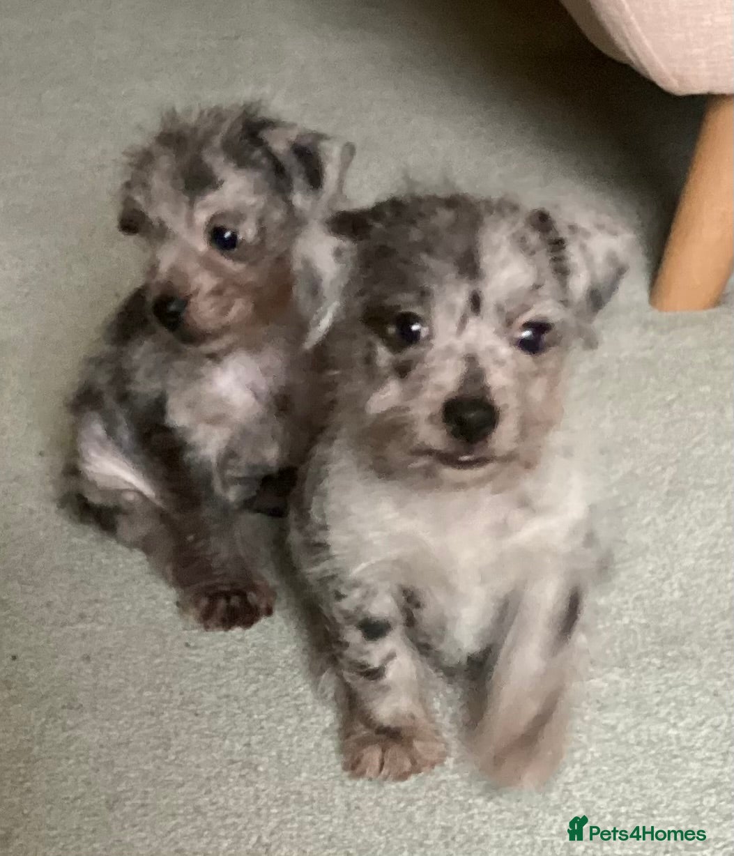 Mixed Breed dogs Adorable Chihuahua mix puppies for best homes only - Advert 5