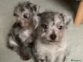 Mixed Breed dogs Adorable Chihuahua mix puppies for best homes only - Advert 5