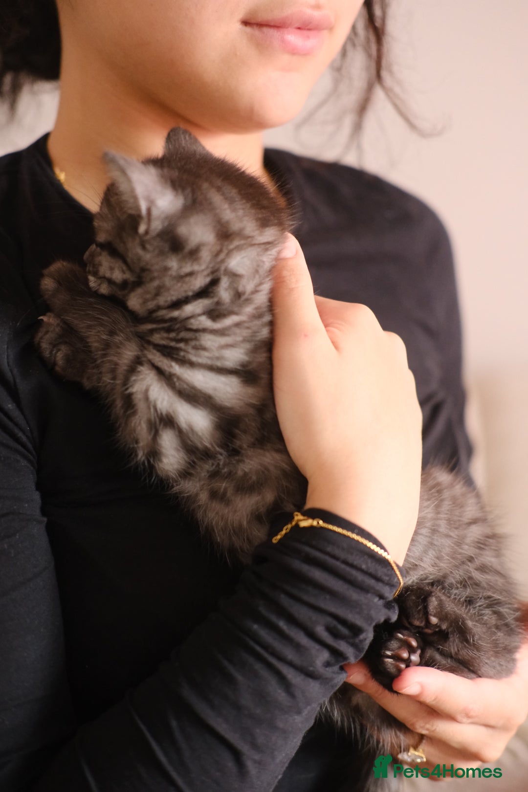 Scottish Fold cats for sale: 🐾 Beautiful Spotted-Belly Scottish Fold x Tabby😺 - Image 4
