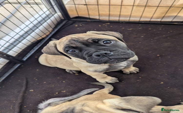 Bullmastiff dogs - Advert 1