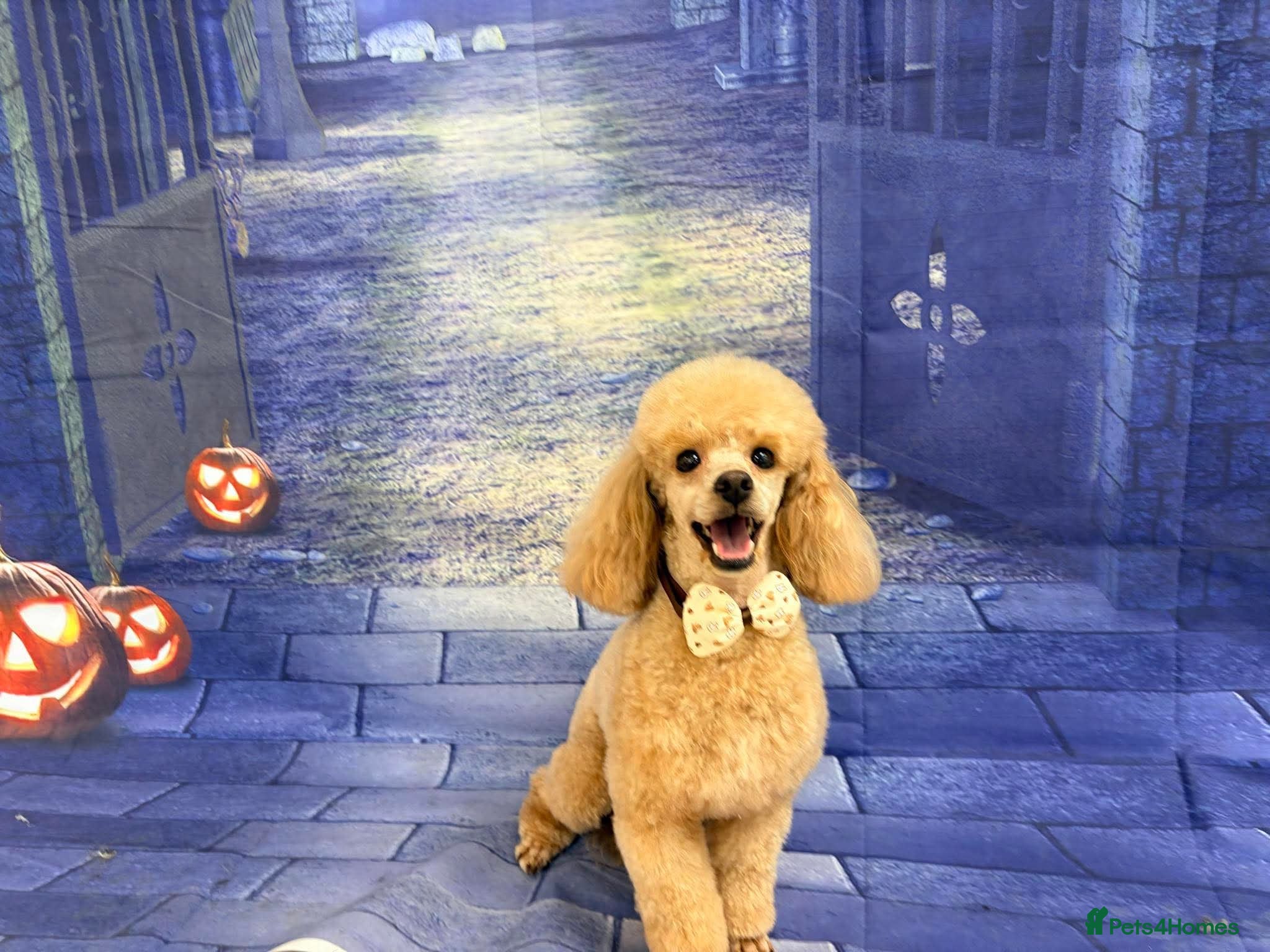 Toy Poodle dogs KC toy poodle bitch  - Advert 2