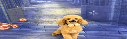 Toy Poodle dogs for sale: KC toy poodle bitch  - Advert 1