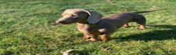 Miniature Dachshund dogs for stud: KC Reg Isabella & tan carrying long hair / pied in Welwyn - Advert 3