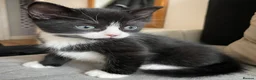 Mixed Breed cats for sale: Cute boy for sale 🩵🩵🩵 - Advert 7