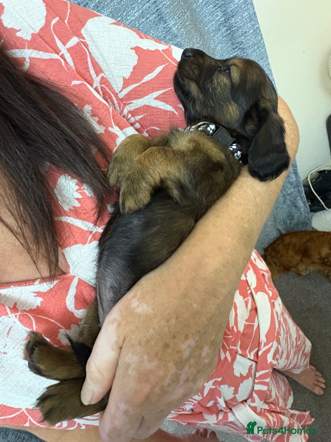 Miniature Dachshund dogs for sale: Amazing Champ Bloodlines Mini Dachshunds ✨ - Image 18