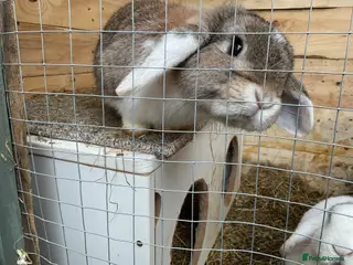 Mixed Breed rabbits Free Male rabbit - Advert 5