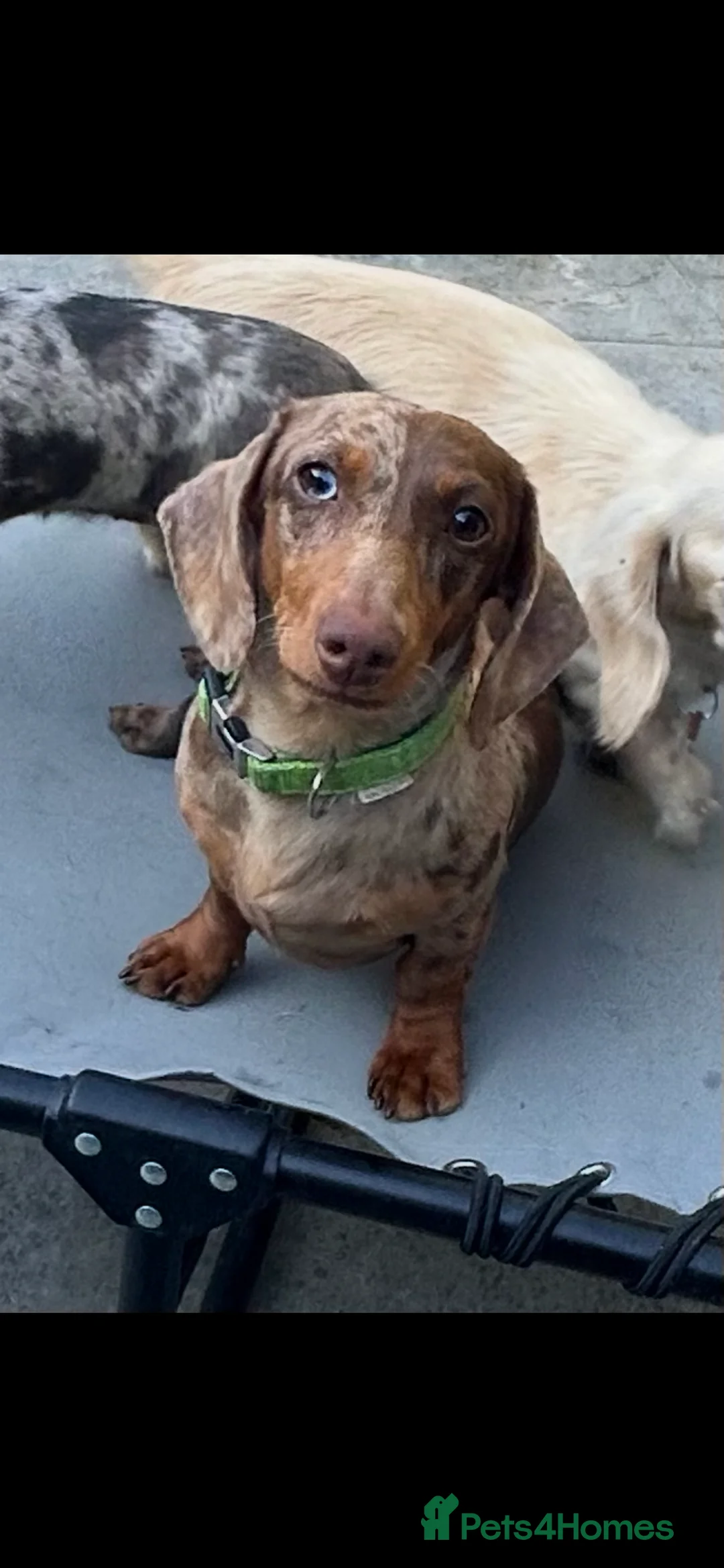 Miniature Dachshund dogs for sale: Miniature dachshund puppies 🐶  - Advert 36