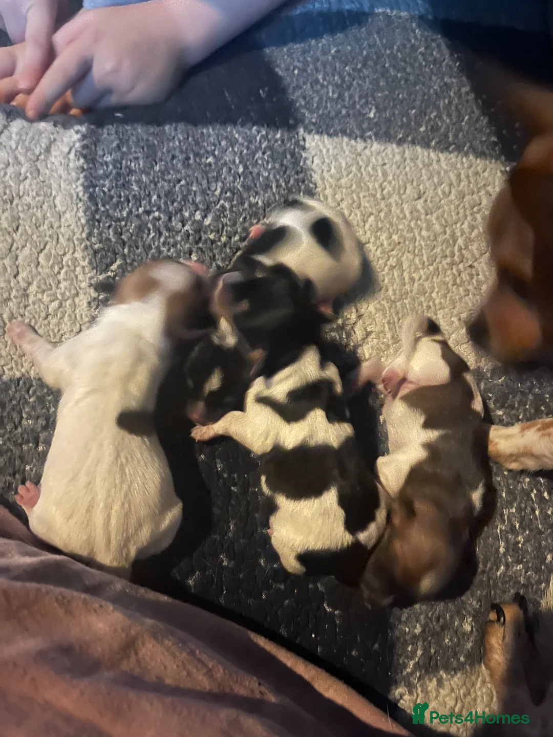 Jack Chi dogs for sale: 4 gorgeous Jack Chi pups  in Billingham - Advert 2