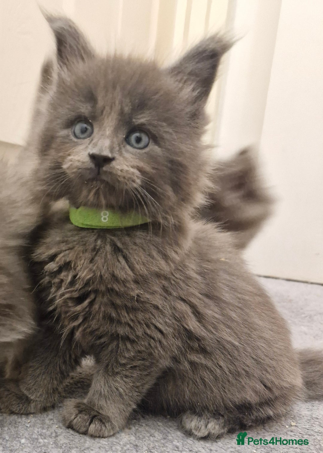 Maine Coon cats for sale: BEAUTIFUL FLUFFY BABIES  - Image 6