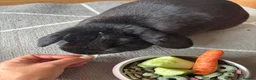 English Lop rabbits for sale: Beautiful female black rabbit  - Advert 3