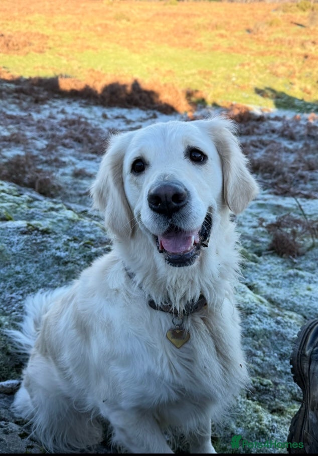 Golden Retriever dogs Beautiful golden retriever puppies due early June - Advert 3