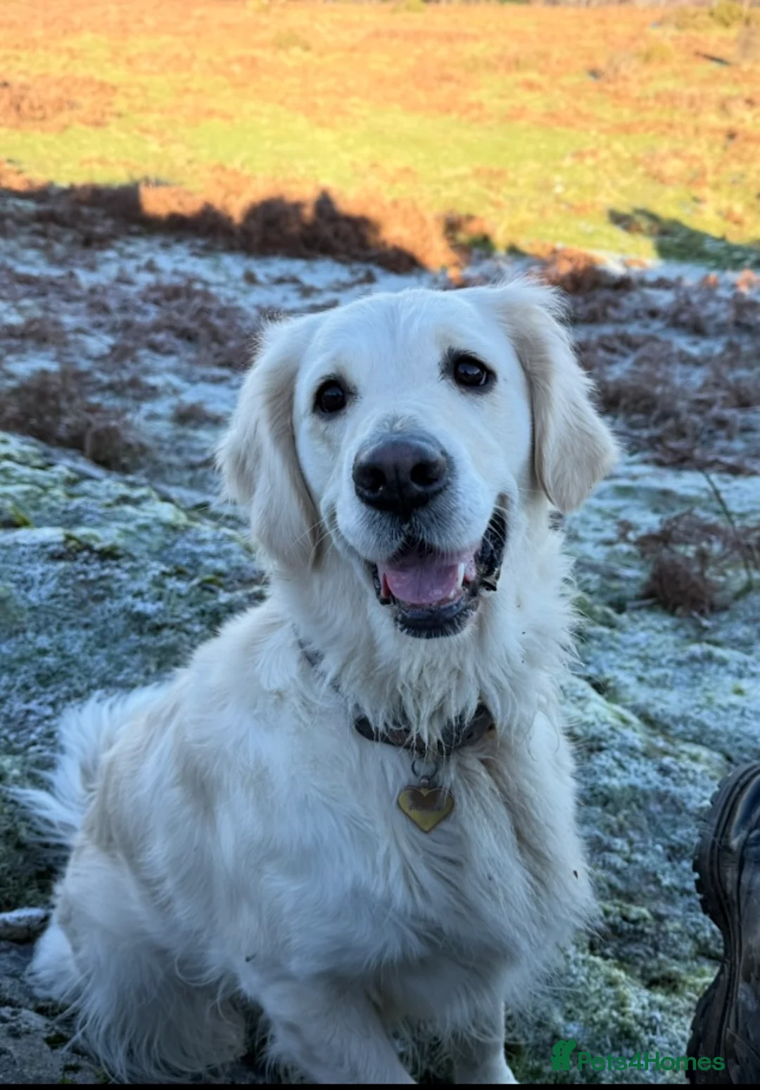 Golden Retriever dogs for sale: Beautiful golden retriever puppies due early June - Advert 2