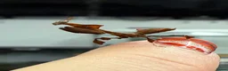 Mixed Breed invertebrates for sale: Various Invertebrates At Urban Exotics  - Advert 22
